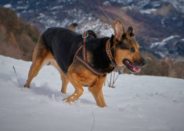 Kışın karlı bir köpek.