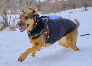 Alman çoban köpeği karda