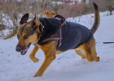 Köpek kış ormanında