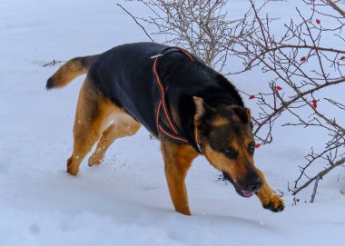 Kış ormanındaki köpek.
