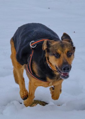 Bir köpeğin portresi..