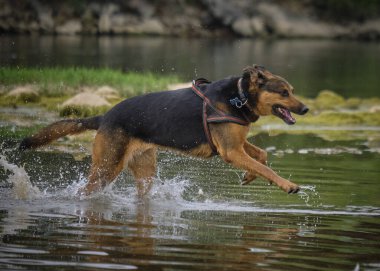 Sahadaki köpek. Nehir. 