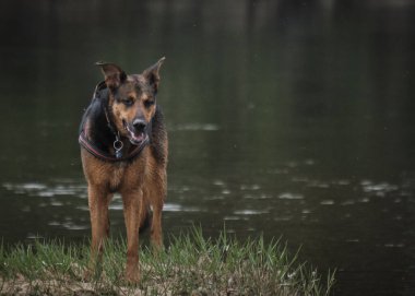 Alman çoban köpeği ve doberman bir yaz günü nehirde karışıyorlar.. 