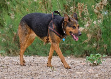 Alman çoban köpeği ve doberman bir yaz günü nehirde karışıyorlar. Alman çoban köpeği, doberman, safkan, köpek, nehir, yaz, tatil, eğlence, mutlu, koşmak, doğa, park, göl, zaragoza, aragon, İspanya, memeli