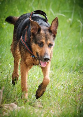 Alman çoban köpeği ve doberman bir yaz günü nehirde karışıyorlar. Alman çoban köpeği, doberman, safkan, köpek, nehir, yaz, tatil, eğlence, mutlu, koşmak, doğa, park, göl, zaragoza, aragon, İspanya, memeli