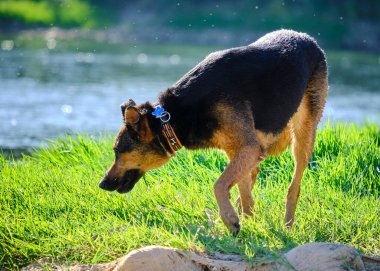 Alman çoban köpeği ve doberman bir yaz günü nehirde karışıyorlar. Alman çoban köpeği, doberman, safkan, köpek, nehir, yaz, tatil, eğlence, mutlu, koşmak, doğa, park, göl, zaragoza, aragon, İspanya, memeli