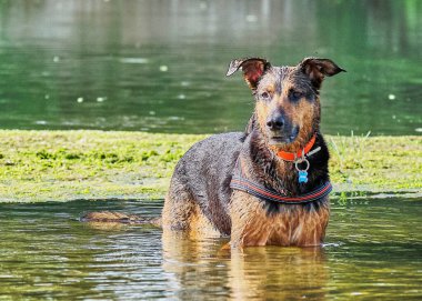 Alman çoban köpeği ve doberman bir yaz günü nehirde karışıyorlar. Alman çoban köpeği, doberman, safkan, köpek, nehir, yaz, tatil, eğlence, mutlu, koşmak, doğa, park, göl, zaragoza, aragon, İspanya, memeli