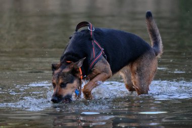 Alman çoban köpeği ve doberman bir yaz günü nehirde karışıyorlar. Alman çoban köpeği, doberman, safkan, köpek, nehir, yaz, tatil, eğlence, mutlu, koşmak, doğa, park, göl, zaragoza, aragon, İspanya, memeli