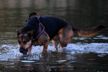 Alman çoban köpeği ve doberman bir yaz günü nehirde karışıyorlar. Alman çoban köpeği, doberman, safkan, köpek, nehir, yaz, tatil, eğlence, mutlu, koşmak, doğa, park, göl, zaragoza, aragon, İspanya, memeli
