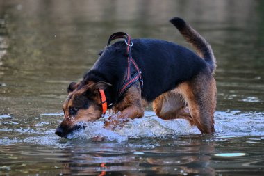 Alman çoban köpeği ve doberman bir yaz günü nehirde karışıyorlar. Alman çoban köpeği, doberman, safkan, köpek, nehir, yaz, tatil, eğlence, mutlu, koşmak, doğa, park, göl, zaragoza, aragon, İspanya, memeli
