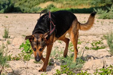 Alman çoban köpeği ve doberman bir yaz günü nehirde karışıyorlar. Alman çoban köpeği, doberman, safkan, köpek, nehir, yaz, tatil, eğlence, mutlu, koşmak, doğa, park, göl, zaragoza, aragon, İspanya, memeli