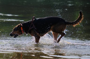 Alman çoban köpeği ve doberman bir yaz günü nehirde karışıyorlar. Alman çoban köpeği, doberman, safkan, köpek, nehir, yaz, tatil, eğlence, mutlu, koşmak, doğa, park, göl, zaragoza, aragon, İspanya, memeli