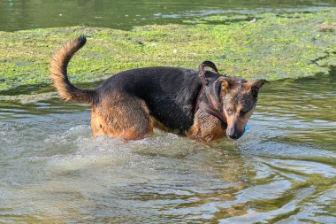 Alman çoban köpeği ve doberman bir yaz günü nehirde karışıyorlar. Alman çoban köpeği, doberman, safkan, köpek, nehir, yaz, tatil, eğlence, mutlu, koşmak, doğa, park, göl, zaragoza, aragon, İspanya, memeli