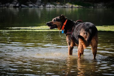Alman çoban köpeği ve doberman bir yaz günü nehirde karışıyorlar. Alman çoban köpeği, doberman, safkan, köpek, nehir, yaz, tatil, eğlence, mutlu, koşmak, doğa, park, göl, zaragoza, aragon, İspanya, memeli