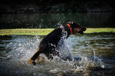 Alman çoban köpeği ve doberman bir yaz günü nehirde karışıyorlar. Alman çoban köpeği, doberman, safkan, köpek, nehir, yaz, tatil, eğlence, mutlu, koşmak, doğa, park, göl, zaragoza, aragon, İspanya, memeli
