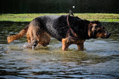 Alman çoban köpeği ve doberman bir yaz günü nehirde karışıyorlar. Alman çoban köpeği, doberman, safkan, köpek, nehir, yaz, tatil, eğlence, mutlu, koşmak, doğa, park, göl, zaragoza, aragon, İspanya, memeli
