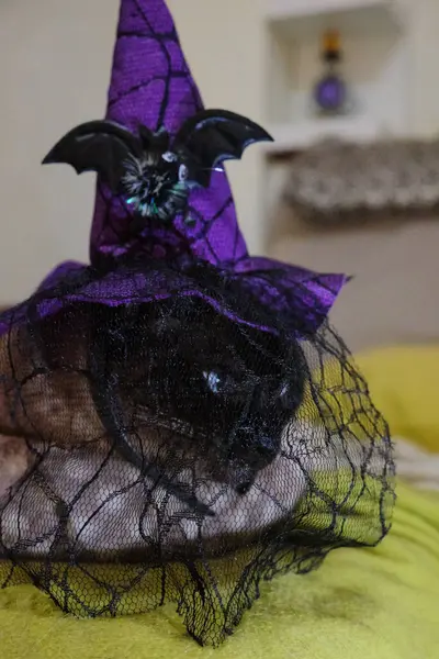 Siyam kedisi evde dinleniyor