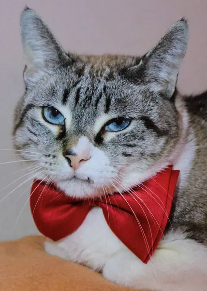 Büyük sarı gözlü şirin bir kedi.