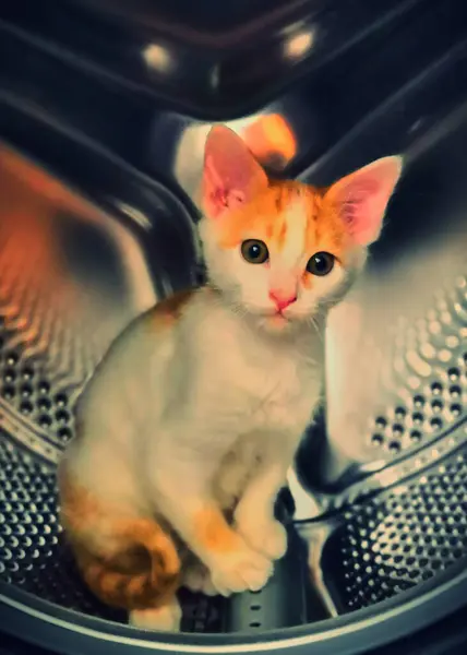 Büyük sarı gözlü şirin bir kedi.