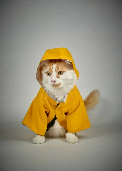 Beyaz arka planda sarı şemsiyeli bir kedi. Türk minibüs kedisi