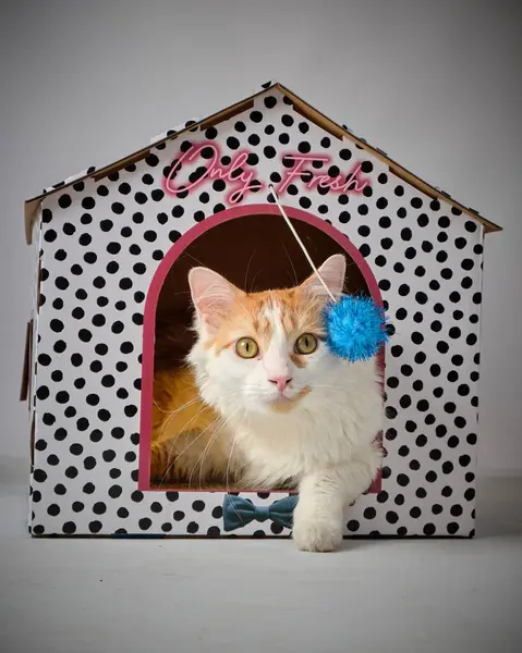 Kırmızı bir evde sevimli bir kedi yavrusu