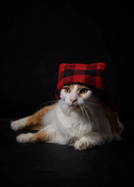 Kedi karanlık odada oturuyor..