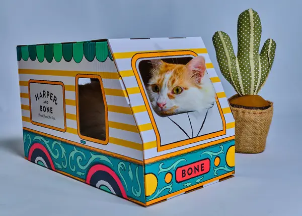 Tahta bir kutuda kedi. Küçük kutulu bir kedi. Kedi kutunun içindeki bir kedi..