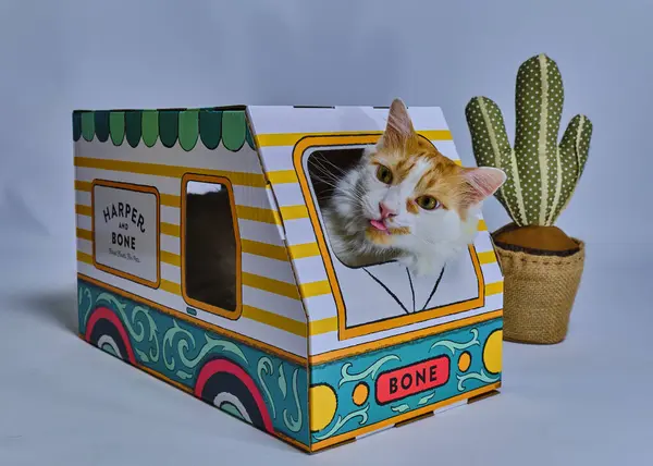 Karton bir kutuda sevimli bir kedi yavrusu.