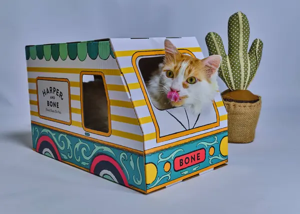 Kutudaki şirin kedi.