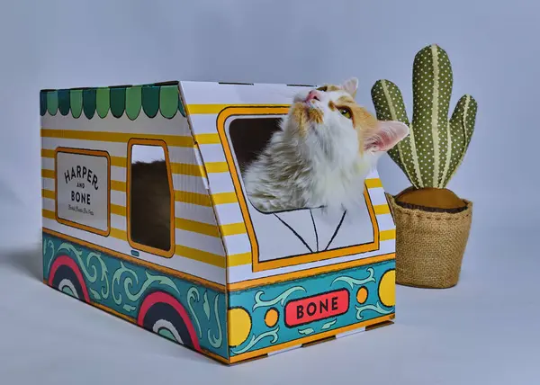 bir karton kutu içinde kedi