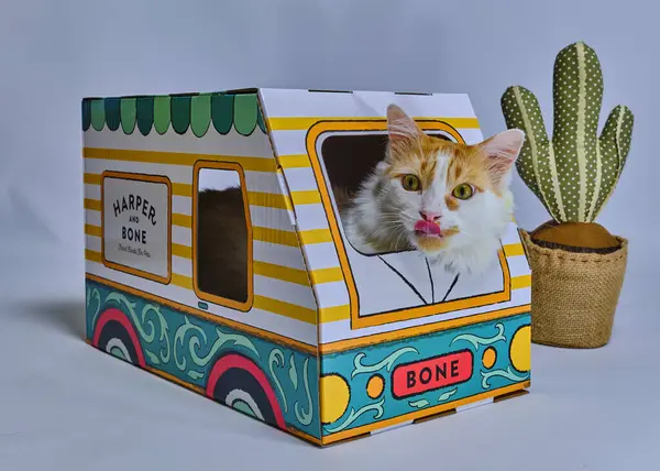 Kutuda beyaz bir kediyle