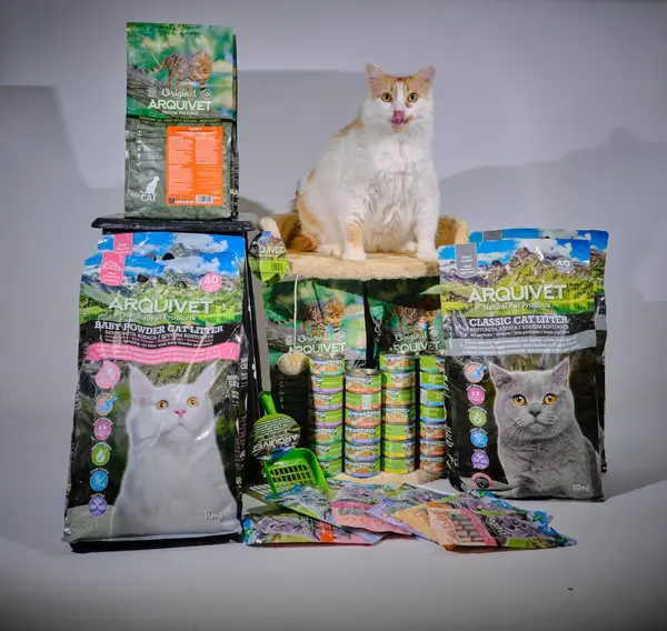 Kedi ve kedi dükkanda.