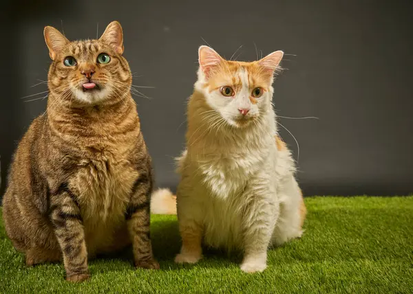 Turuncu arka planda oturan iki komik kedi. evcil hayvanlar ve kediler.