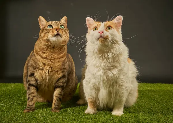 iki sevimli kedi yeşil çimlerde ve siyah arka planda