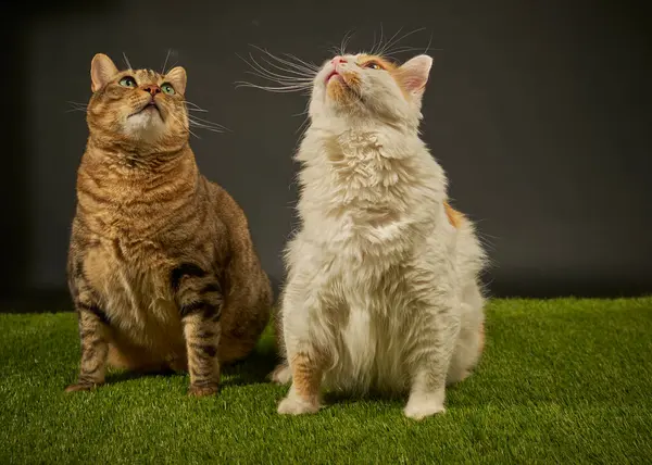 Maine Rakun Kedileri Aşıkmış