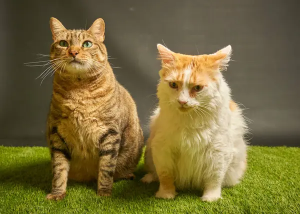 iki kırmızı beyaz kedi turuncu üzerine