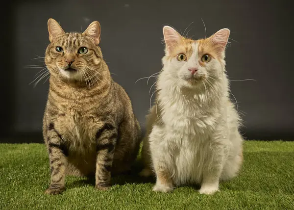 Sarı arka planda oturan iki sevimli kedi..