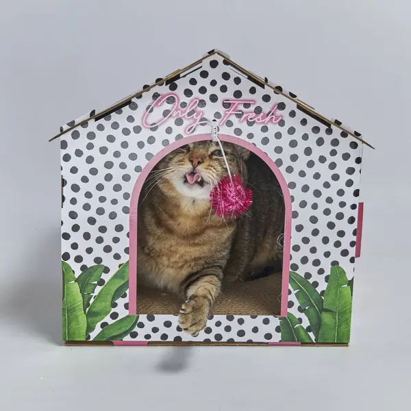 Kafesteki ev şeklinde şirin bir kedi yavrusu.