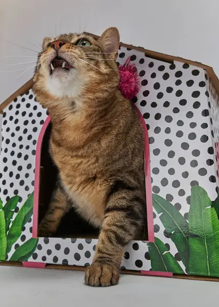 Kocaman ağzı olan sevimli tekir kedicik.