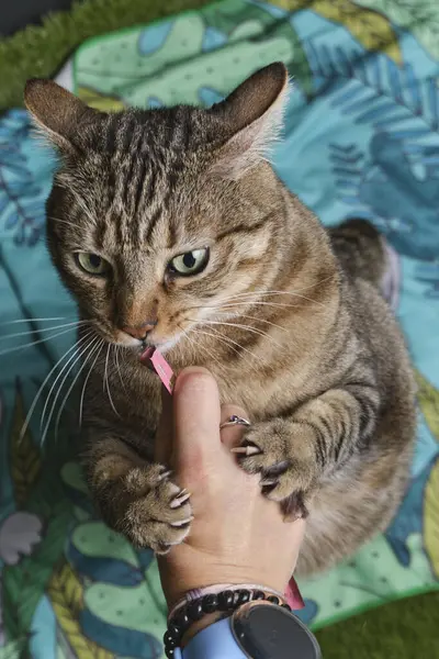 Yeşil pençeli şirin bir kedi..