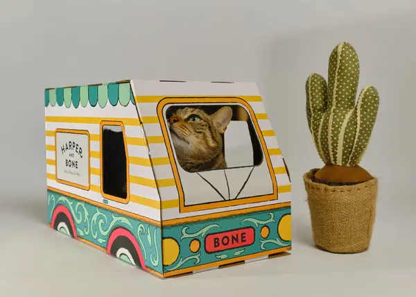 Beyaz arka planda karton bir kutuda kedi