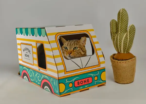 Karton kutuda kedi ve komik kedi.