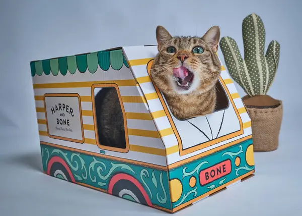 Karton kutudaki kedi..