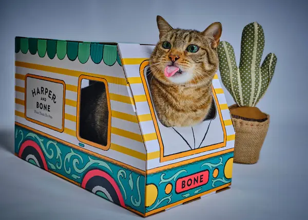 Kutuda bir hayvanla komik bir kedi.