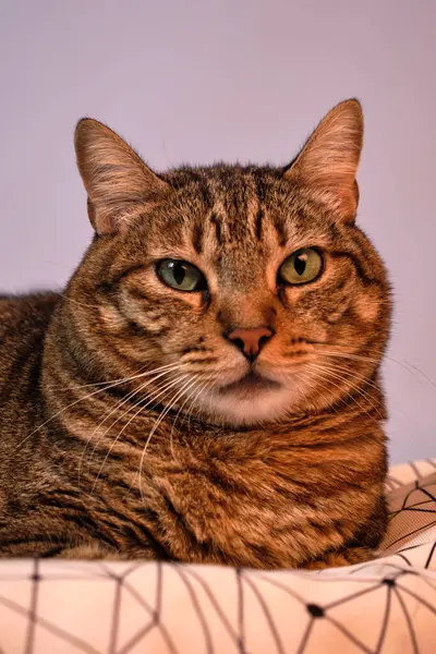 kedisi bir yatakta yatarken