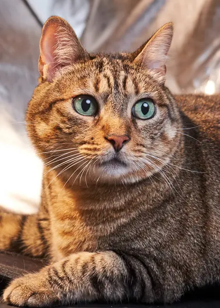 Sevimli bir tekir kedinin portresi.
