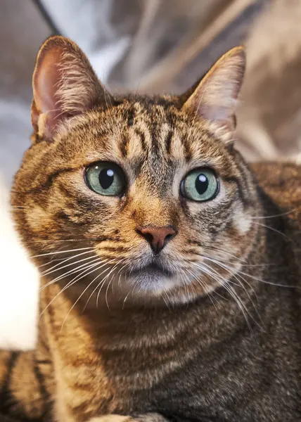 Bir kedinin portresi