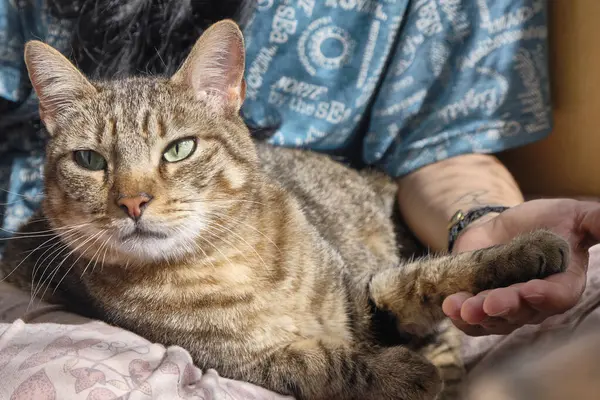 Bir kedi kanepede uzanıyor. Evcil hayvan ve evcil hayvan kavramı