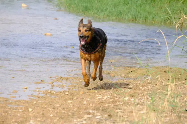Parktaki siyah köpek.
