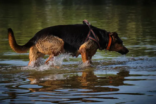 Köpek çobanı sularda yüzer.